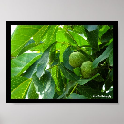 Walnüsse in grünem beleuchtetem Laub Poster (Vorne)