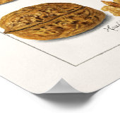 Walnüsse (Juglans) Fruchtfarben-Lackierposter Poster (Ecke)