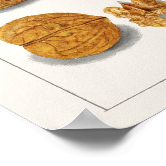 Walnüsse (Juglans) Fruchtfarben Poster (Ecke)