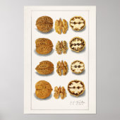 Walnüsse (Juglans) Fruchtfarben Poster (Vorne)