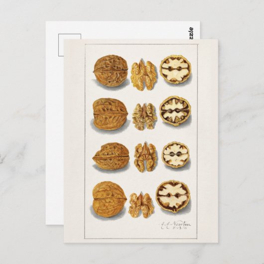 Walnüsse (Juglans) Fruchtfarben Postkarte (Vorne/Hinten)
