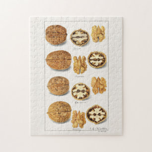 Walnüsse (Juglans) Samen Aquarellmalerei Puzzle