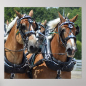 Walnut Hill Carriage Driving Horse Show Poster (Vorne)