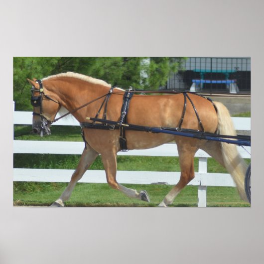 Walnut Hill Carriage Driving Horse Show Poster (Vorne)