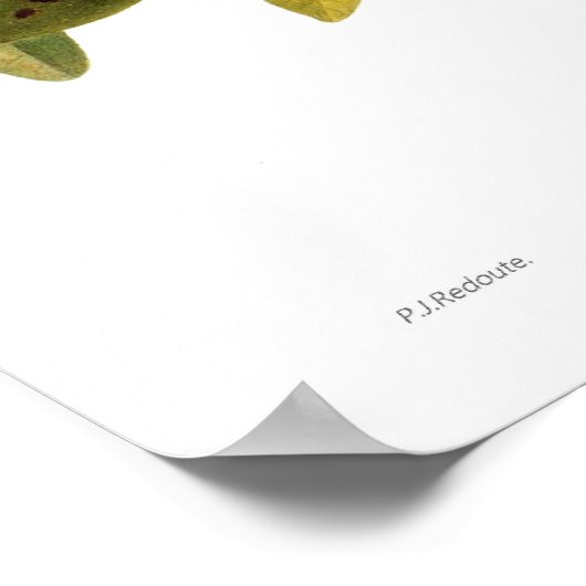 Walnut (Juglans regia) Poster (Ecke)