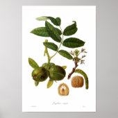 Walnut (Juglans regia) Poster (Vorne)