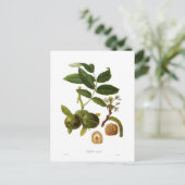 Walnut Postkarte (Stehend Vorderseite)