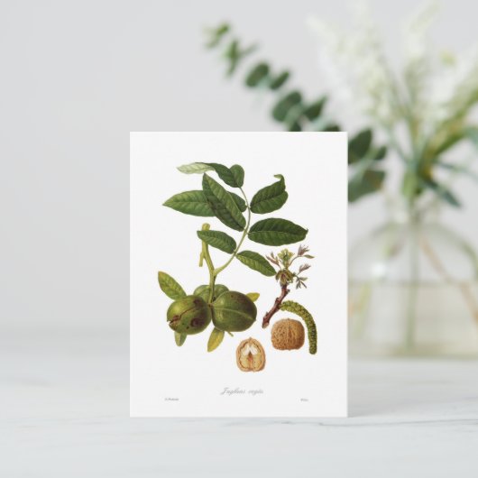 Walnut Postkarte (Stehend Vorderseite)