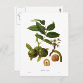 Walnut Postkarte (Vorne/Hinten)
