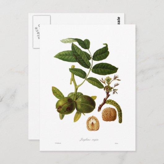 Walnut Postkarte (Vorne/Hinten)