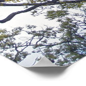 Walnut Tree Poster (Ecke)