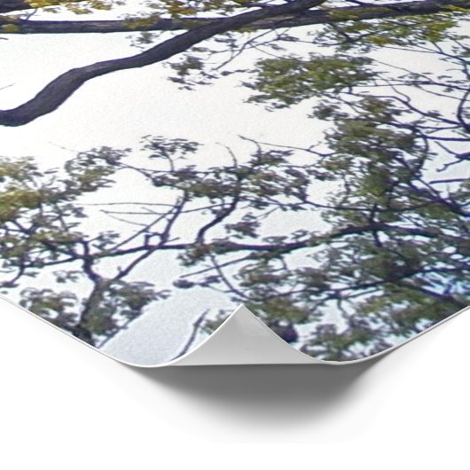 Walnut Tree Poster (Ecke)