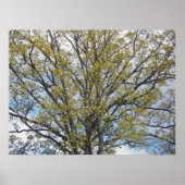 Walnut Tree Poster (Vorne)
