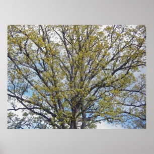 Walnut Tree Poster
