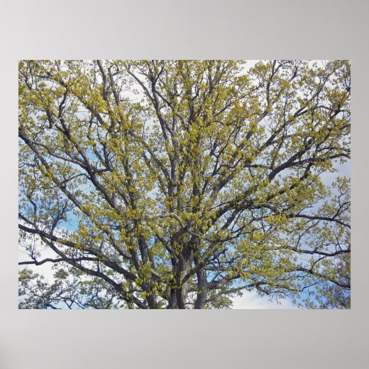 Walnut Tree Poster (Vorne)