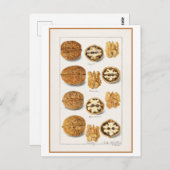 Walnut Vintag Botanische Illustration Wasserfarbe Postkarte (Vorne/Hinten)