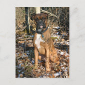 Walods Boxer Postkarte (Vorderseite)