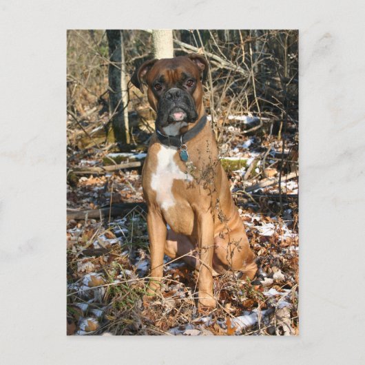 Walods Boxer Postkarte (Vorderseite)