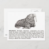 Walroß Postkarte (Vorne/Hinten)