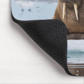 Walross ruht auf Eis, Norwegen Mousepad (Ecke)