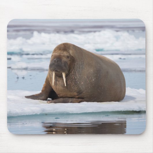 Walross ruht auf Eis, Norwegen Mousepad (Vorne)