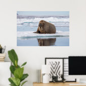 Walross ruht auf Eis, Norwegen Poster (Heimbüro)