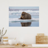Walross ruht auf Eis, Norwegen Poster (Küche)