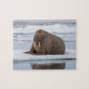 Walross ruht auf Eis, Norwegen Puzzle
