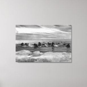 Walroß unter den Eisschollen in Bering-Meer Leinwanddruck