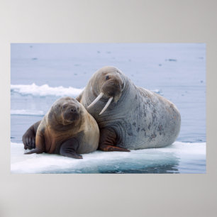 Walrosskuh und Kalb ruhen auf einer Meereisscholle Poster