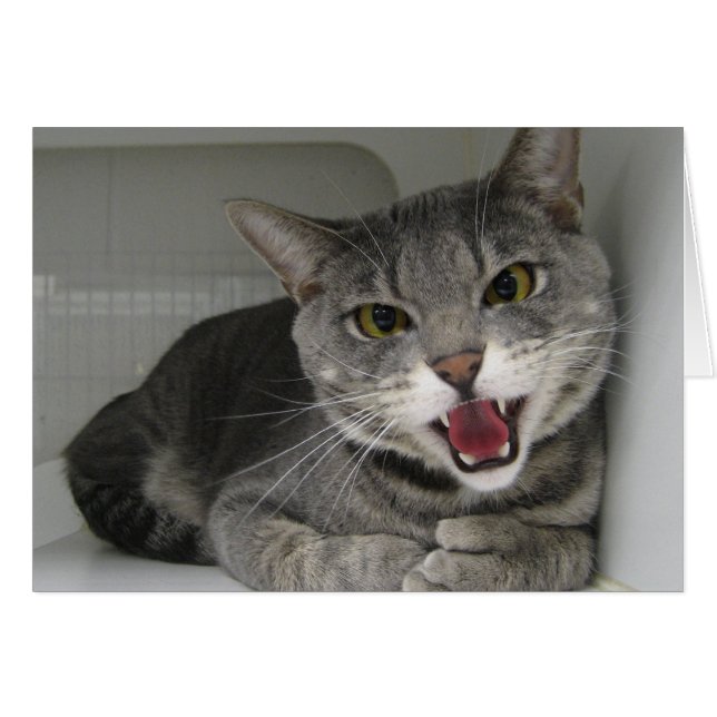 Walrus (Vorderseite (Horizontal))