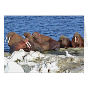 Walrus auf Beringsee-Eis