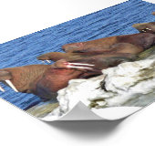 Walrus auf Beringsee-Eis Poster (Ecke)