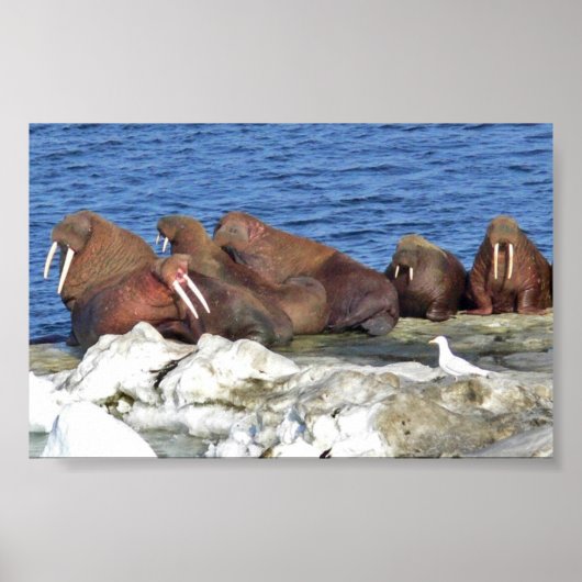 Walrus auf Beringsee-Eis Poster (Vorne)