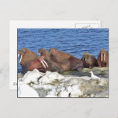 Walrus auf Beringsee-Eis Postkarte (Vorne/Hinten)