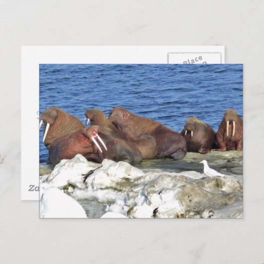 Walrus auf Beringsee-Eis Postkarte (Vorne/Hinten)