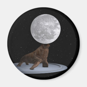 Walrus Balancing the Moon Magnet