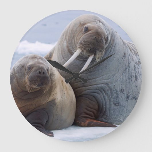 Walrus cow and calf rest on a sea ice floe große wanduhr (Vorderseite)