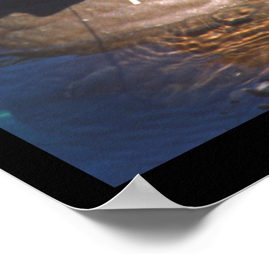 Walrus Eyes Closed Poster (Ecke)