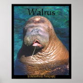 Walrus Eyes Closed Poster (Vorne)