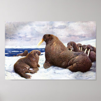 Walrus - F.W. Kuhnert Portfolio Poster