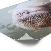 Walrus Foto Poster (Ecke)