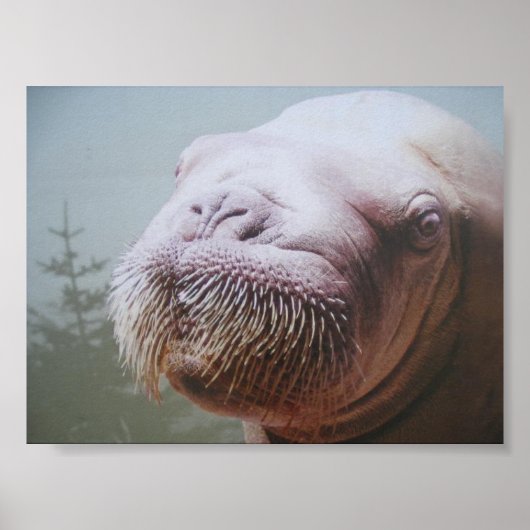Walrus Foto Poster (Vorne)