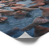 Walrus Herd Poster (Ecke)