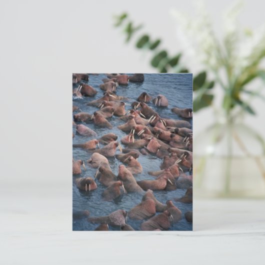 Walrus Herd Postkarte (Stehend Vorderseite)