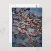 Walrus Herd Postkarte (Vorne/Hinten)