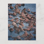 Walrus Herd Postkarte (Vorderseite)