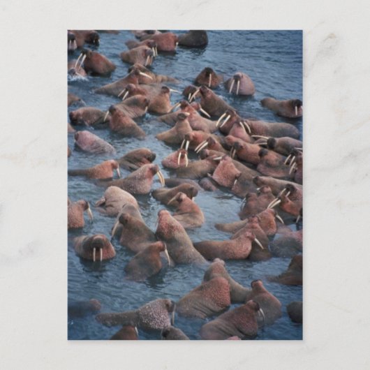 Walrus Herd Postkarte (Vorderseite)