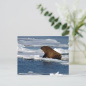 Walrus im Arktischen Ozean Postkarte (Stehend Vorderseite)