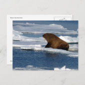 Walrus im Arktischen Ozean Postkarte (Vorne/Hinten)